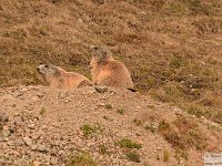 2025-06-07 Aiguille de Tortisse 272